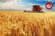 ببینید؛ مراحل کاشت، برداشت و فرآوری چاودار در آمریکا 