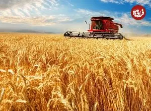 ببینید؛ مراحل کاشت، برداشت و فرآوری چاودار در آمریکا 