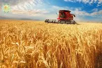 ببینید؛ مراحل کاشت، برداشت و فرآوری چاودار در آمریکا 