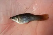 گونه‌ای از ماهی که فقط «ماده» است!