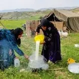 ببینید| غذای روستایی در ایران؛ تهیه پنیر با شیر بز توسط بانوان عشایر