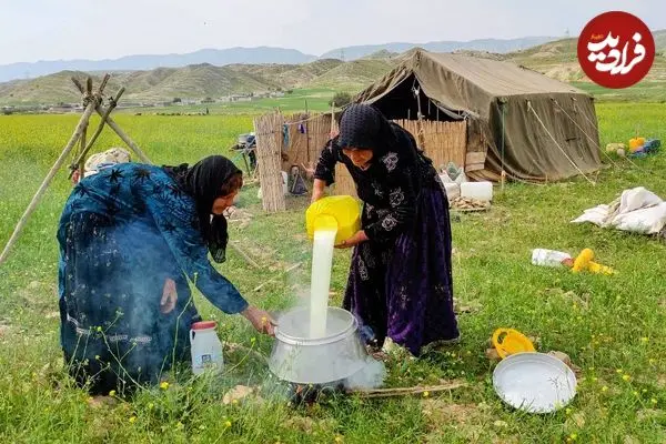 ببینید| غذای روستایی در ایران؛ تهیه پنیر با شیر بز توسط بانوان عشایر