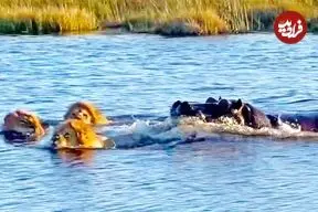 ببینید| حمله وحشیانه «اسب آبی» به «شیرهای نر» در حال عبور از رودخانه!