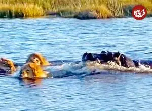 ببینید| حمله وحشیانه «اسب آبی» به «شیرهای نر» در حال عبور از رودخانه!