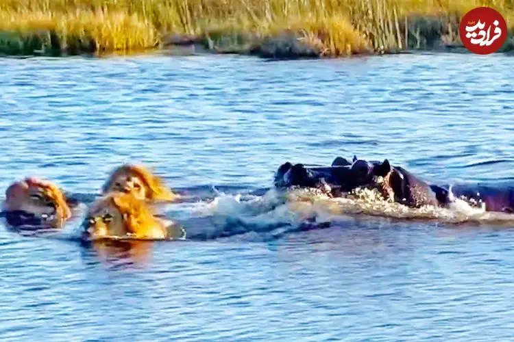 ببینید| حمله وحشیانه «اسب آبی» به «شیرهای نر» در حال عبور از رودخانه!