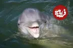 ببینید| شنای دلفین در کنار دو نهنگ گوژپشت در سواحل نیویورک