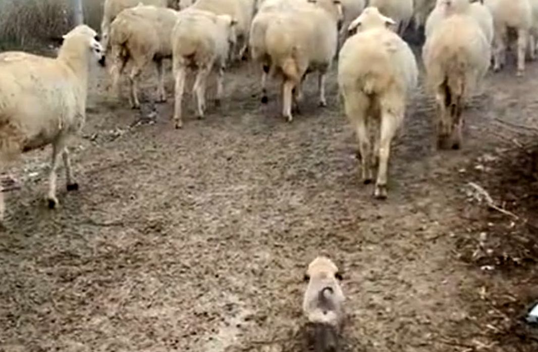 (ویدئو) سگ گله ای که گوسفندها قربان صدقه اش میروند!