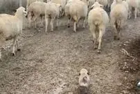 (ویدئو) سگ گله ای که گوسفندها قربان صدقه اش میروند!