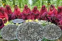 ببینید| غذای روستایی در هند؛ پخت خوراک با ماهی های ریز و سبزیجات در روستا