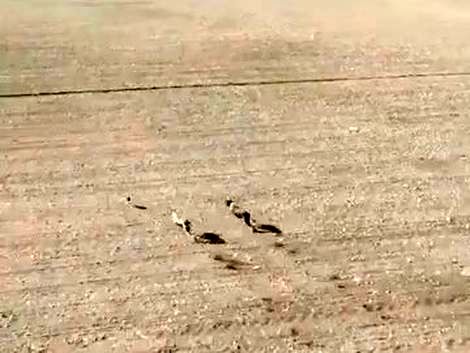 (ویدئو) لحظه هیجان‌انگیز دنبال کردن خرگوش توسط دو سگ؛ با پهباد فیلمبرداری شده 