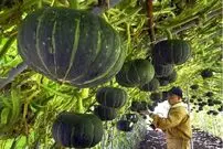 (ویدئو) فرایند تماشایی و شگفت انگیز کاشت و برداشت کدو تنبل در ژاپن