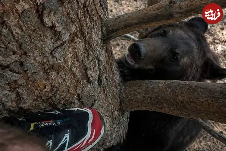 ببینید| تعقیب مرد توسط دو خرس تا بالای درخت