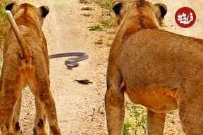 ببینید| شجاعت یک مارمولک در مقابل مار کبرا و دو شیر!