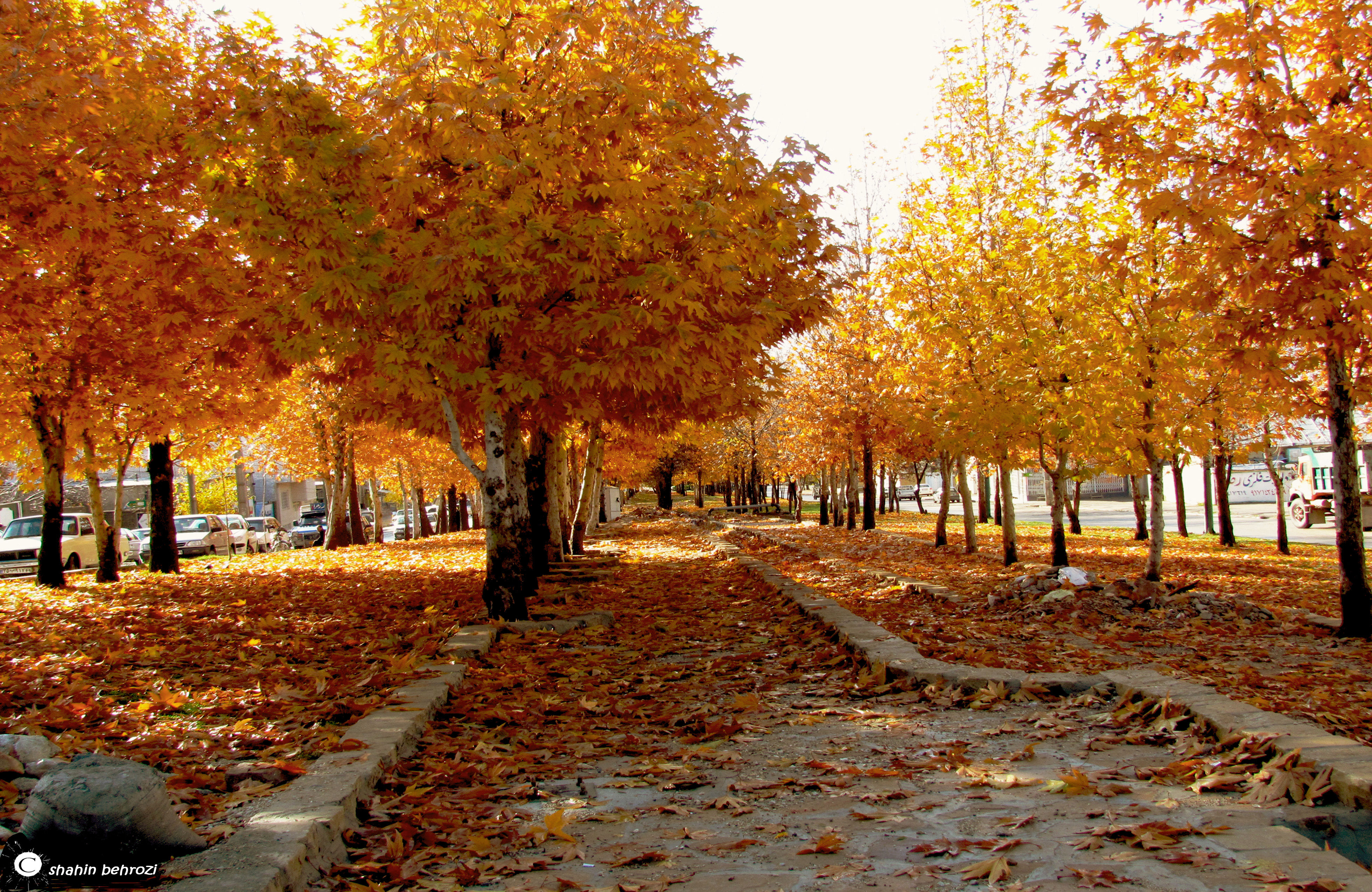 (عکس) پاییز هزار رنگ در یاسوج