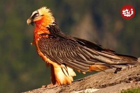 ببینید؛ ثبت لحظه زادآوری پرنده افسانه‌ای هما برای اولین بار در منطقه حفاظت‌شده قیصری