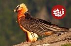 ببینید؛ ثبت لحظه زادآوری پرنده افسانه‌ای هما برای اولین بار در منطقه حفاظت‌شده قیصری