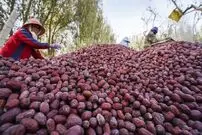 (ویدئو) نحوه برداشت عناب، آلو، سیب و هندانه در مزرعه 
