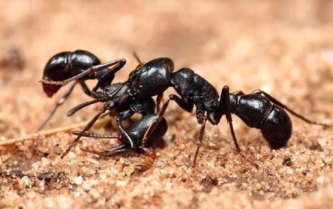 (ویدئو) نتیجه حیرت‌انگیز ریختن سرب داغ در لانه مورچه