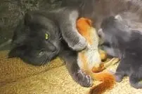(ویدئو) ماده گربه خوش قلب 4 بچه سنجاب یتیم را به فرزندی پذیرفت!