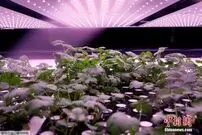 (ویدئو) بزرگترین مزرعه عمودی اروپا در دانمارک را ببینید