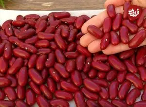 ببینید| طرز تهیه خوراک لوبیا قرمز اسپانیایی