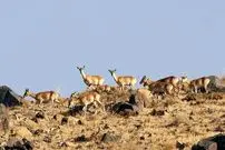 حفاظت از گونه‌های در خطر انقراض حیات وحش ایران