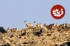 حفاظت از گونه‌های در خطر انقراض حیات وحش ایران