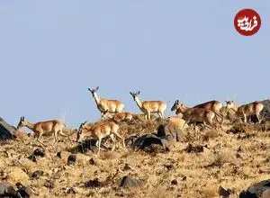 حفاظت از گونه‌های در خطر انقراض حیات وحش ایران