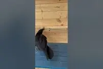 (ویدئو) هوش و ذکاوت باورنکردنی این کلاغ در حل معما را ببینید