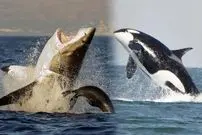 چرا نهنگ‌های گوژپشت جانوران دیگر را از دست نهنگ‌های قاتل نجات می‌دهند؟ 