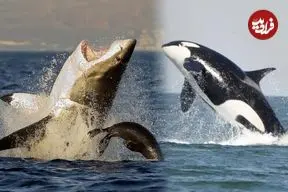 چرا نهنگ‌های گوژپشت جانوران دیگر را از دست نهنگ‌های قاتل نجات می‌دهند؟ 