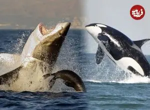 چرا نهنگ‌های گوژپشت جانوران دیگر را از دست نهنگ‌های قاتل نجات می‌دهند؟ 