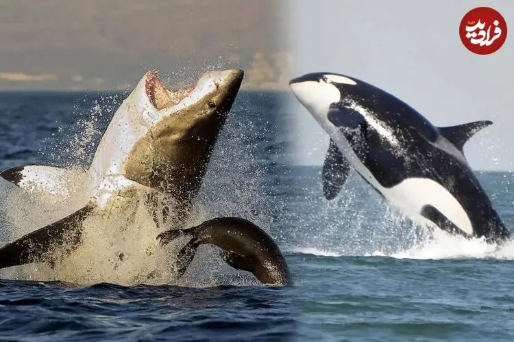 چرا نهنگ‌های گوژپشت جانوران دیگر را از دست نهنگ‌های قاتل نجات می‌دهند؟ 