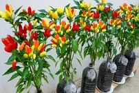 ببینید| یک روش ساده برای پرورش فلفل در خانه با کمک بطری پلاستیکی