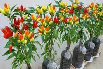 ببینید| یک روش ساده برای پرورش فلفل در خانه با کمک بطری پلاستیکی