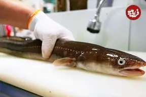 ببینید| غذای خیابانی در کره؛ تهیه ساشیمی و سوپ داغ با مارماهی در بوسان