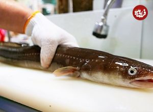 ببینید| غذای خیابانی در کره؛ تهیه ساشیمی و سوپ داغ با مارماهی در بوسان