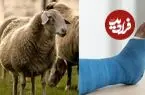 دانشمندان از «پشم» ماده‌ای برای ترمیم استخوان ساخته‌اند