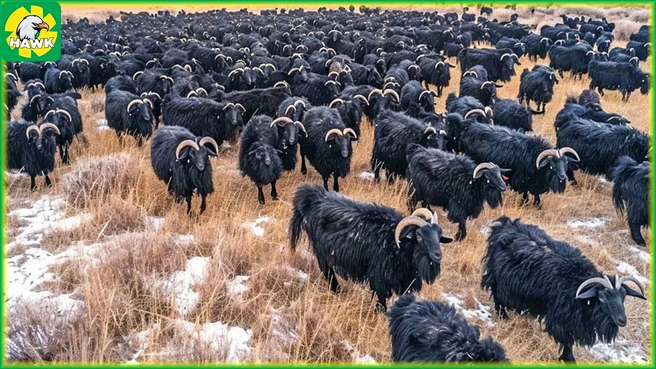 (ویدئو) فرآیند پرورش و فرآوری گوشت و پوست شتر، گاو و بز در مغولستان