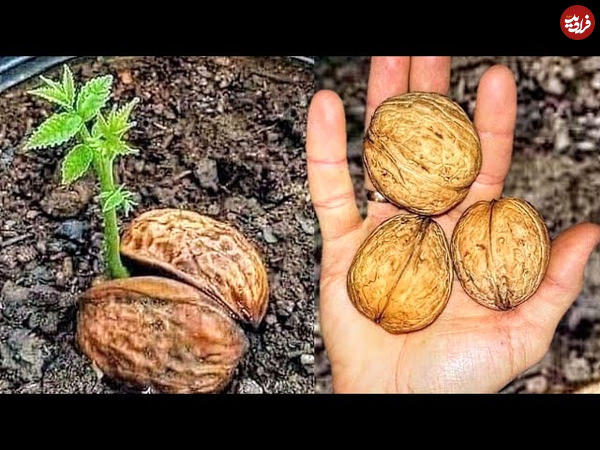 (ویدئو) چهار روش مختلف برای کاشت گردو در خانه از طریق هسته آن