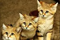 ببینید| 15 گونه گربه وحشی کمتر شناخته شده و کمیاب که شما را شگفت زده می کنند