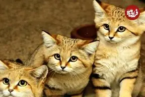 ببینید| 15 گونه گربه وحشی کمتر شناخته شده و کمیاب که شما را شگفت زده می کنند