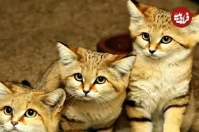 ببینید| 15 گونه گربه وحشی کمتر شناخته شده و کمیاب که شما را شگفت زده می کنند