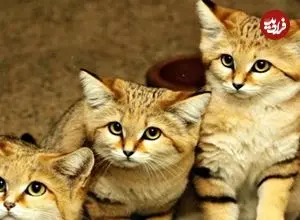 ببینید| 15 گونه گربه وحشی کمتر شناخته شده و کمیاب که شما را شگفت زده می کنند