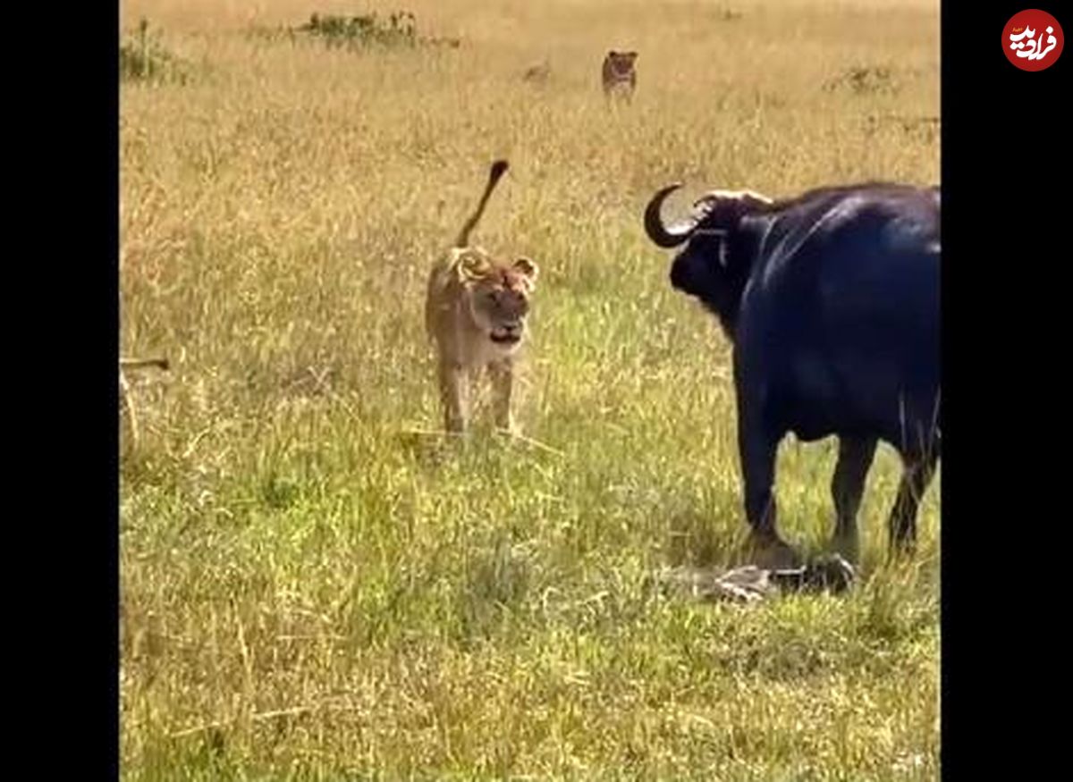 (ویدیو) لحظه شکار بچه گاومیش توسط شیرهای ماده 