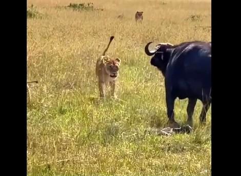 (ویدیو) لحظه شکار بچه گاومیش توسط شیرهای ماده 