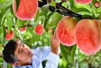 (ویدیو) گران‌ترین هلوی جهان دانه ای 7 هزار دلار فروخته می‌شود 