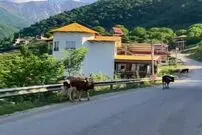 (ویدیو) اینجا سوئیس نیست، ایران است