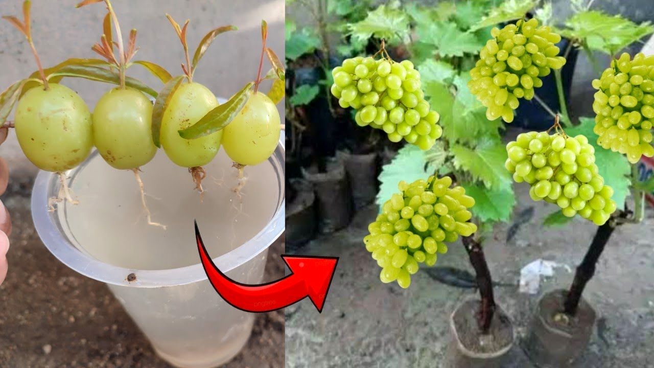 (ویدئو) چگونه دانه انگور زرد را در خانه به درخت انگور تبدیل کنیم؟