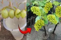 (ویدئو) چگونه دانه انگور زرد را در خانه به درخت انگور تبدیل کنیم؟